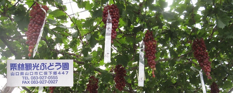 栗林観光ぶどう園 [ホームページ]